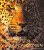 Jaké je to být Gepardem a Leopardem - Christine Denis-Huot,Michel Denis-Huot